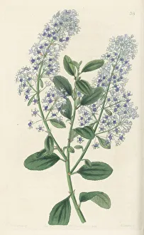 Oregon Prints: Blueblossom, Ceanothus thyrsiflorus