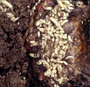 Larvae Collection: Bluebottle maggots