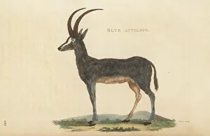 Kearsley Prints: Bluebuck, Hippotragus leucophaeus, extinct