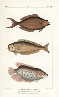 Germain Gallery: Bluespine unicornfish, bulbnose unicornfish