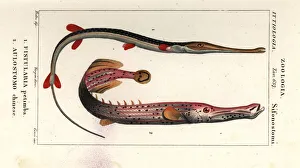 Images Dated 26th March 2020: Bluespotted cornetfish and Chinese trumpetfish