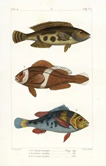 Bluestriped snapper, saddleback clownfish and saddlegrunt