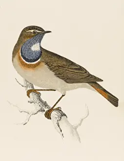 Bluethroat / Bluebreast