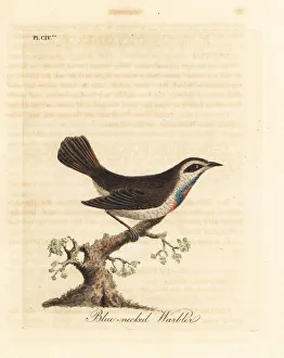 Luscinia Gallery: Bluethroat, Luscinia svecica
