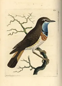Bluethroat, Luscinia svecica