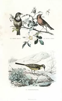 Ornithology Collection: Bluethroat, robin and western yellow wagtail
