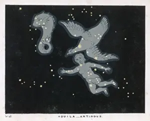 Blunt / Aquila / Antinous / 37