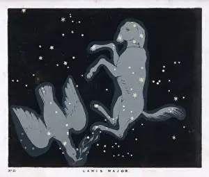 Blunt / Canis Major / Pl 51