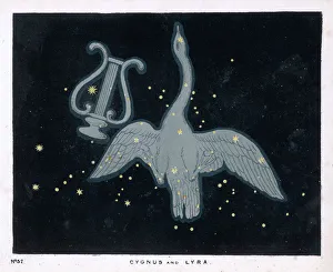 Swan Collection: Blunt / Cygnus & Lyra / Pl32