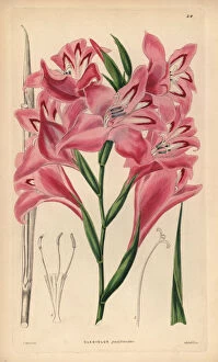 Blush-flowered cornflag hybrid, Gladiolus x pudibundus