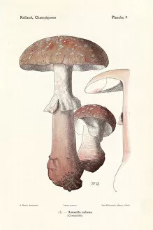 Mushrooms Gallery: Blusher mushroom, Amanita rubescens