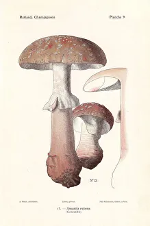 Fungus Collection: Blusher mushroom, Amanita rubescens