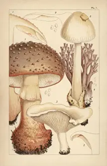 Mordecaicubittcooke Prints: Blusher mushroom, grisette, miller and coral fungus