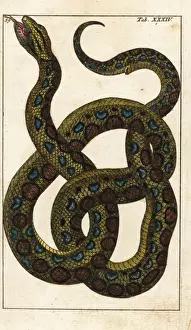 Encyclopediaofnaturalhistory Amphibia Prints: Boa constrictor