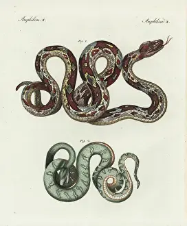 Friedrichbertuch Prints: Boa constrictor and emerald tree boa, Corallus canina