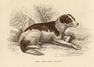 Canis Collection: Boar-hound of Germany, Canis lupus familiaris