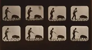 Boar, trotting