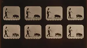 Boar, walking