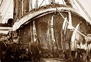 Whale Prints: On board a whaling ship near Greenland - Victorian period
