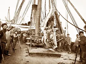 On board a whaling ship near Greenland - Victorian period