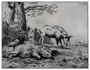 Karel Collection: Two Boars
