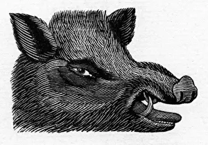 Boars Prints: Boars head