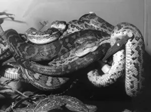 Python Prints: Boas & Python