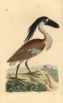 Boat-billed heron, Cochlearius cochlearius
