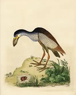 Boat-billed heron, Cochlearius cochlearius