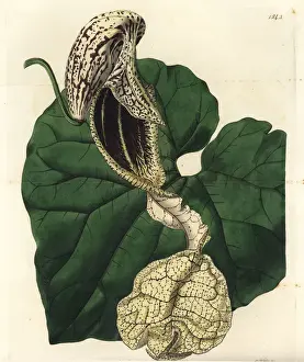 Sydenham Prints: Boat-flowered birthwort, Aristolochia cymbifera