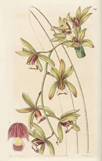 Miss Drake Prints: Boat orchid, Cymbidium finlaysonianum