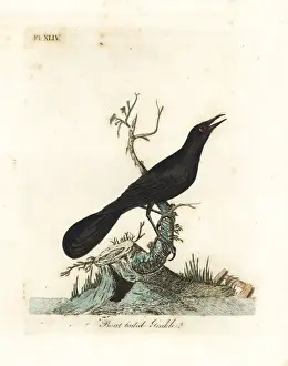 Boat-tailed grackle, Quiscalus major
