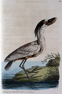 Boatbill standing by the edge of a river