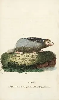 Bobak marmot, Marmota bobak