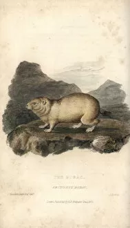 Marmot Gallery: Bobak marmot, Marmota bobak