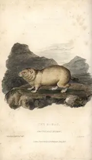 Marmota Prints: Bobak marmot, Marmota bobak