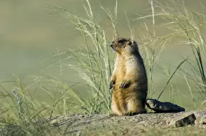 Bobak / Steppe Marmot - adult