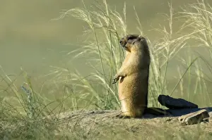 Bobak / Steppe Marmot - adult