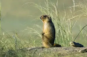 Nests Prints: Bobak / Steppe Marmot - adult - observes and sniffs