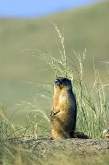 Nests Prints: Bobak / Steppe Marmot - adult - observes surroundings