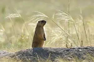 Bobak / Steppe Marmot - adult - observes surroundings