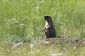 Marmots Gallery: Bobak / Steppe Marmot - adult - whistles warning
