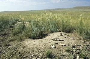 Images Dated 29th July 2008: Bobak / Steppe Marmot - a burrow complex in steppe
