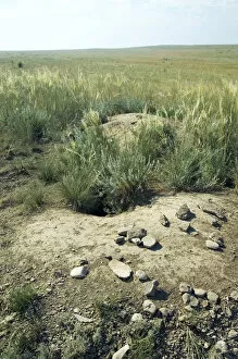 Nests Collection: Bobak / Steppe Marmot - a burrow complex in steppe