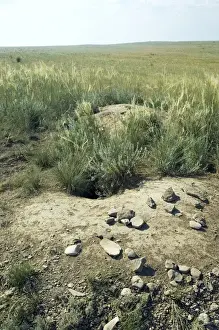 Nests Prints: Bobak / Steppe Marmot - a burrow complex in steppe