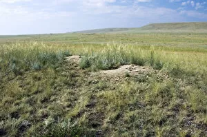 Images Dated 29th July 2008: Bobak / Steppe Marmot - a burrow complex in steppe