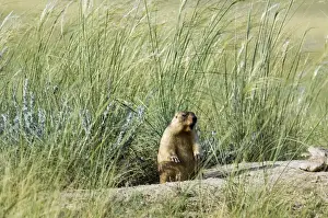 Bobak / Steppe Marmot - fat adult, ready for hibernation