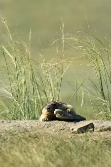 Bobak / Steppe Marmot - fat adult
