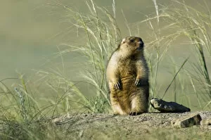 Burrows Collection: Bobak / Steppe Marmot - fat adult - observes