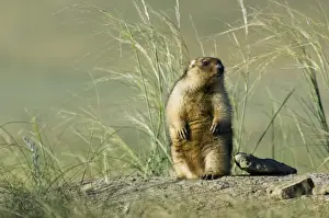 Nest Prints: Bobak / Steppe Marmot - fat adult - observes